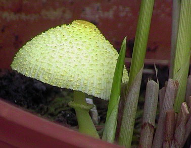 Goudgeleplooiparasol010901